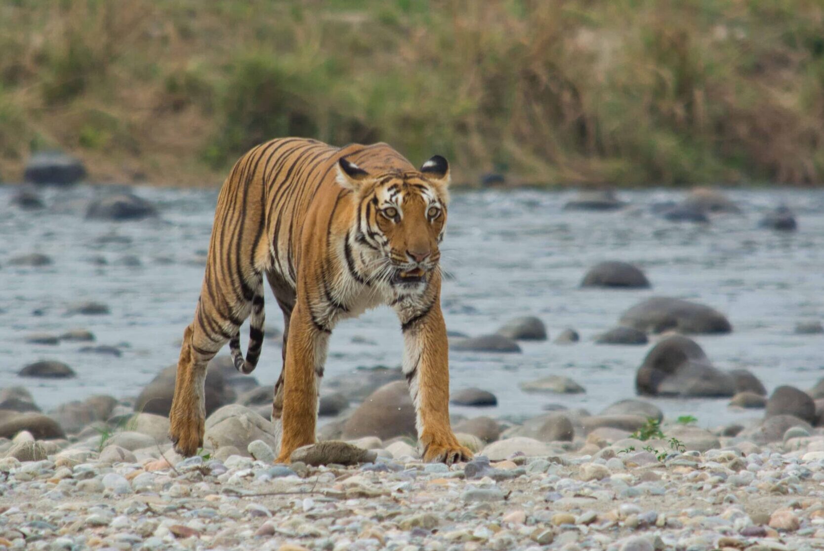 Exploring the Wilderness- A Journey to Jim Corbett National Park ...